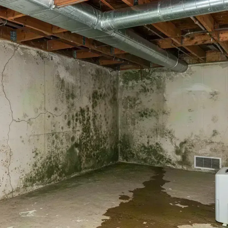 Professional Mold Removal in California, MO